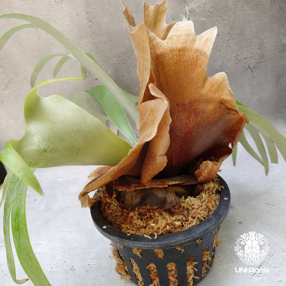 Platycerium Banna #A (pup) ビカクシダ バンナ #A (子株) ビカ Platycerium Banna #A (pup) ビカクシダ バンナ #A (子株) ビカ