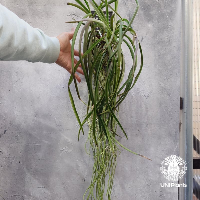 Seidenfadenia mitrata x Vanda Pine River セイデンファ