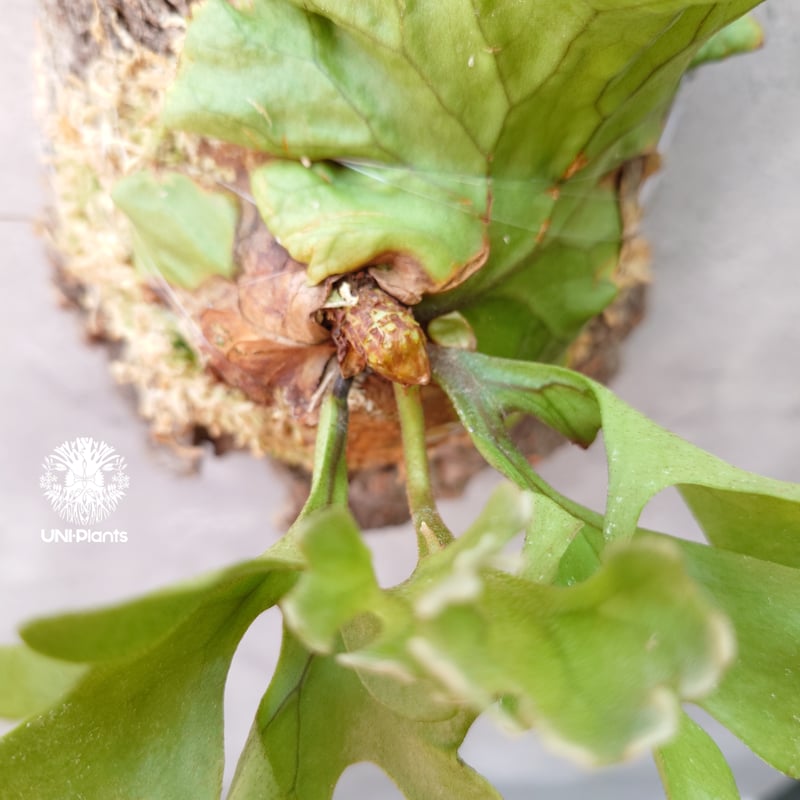 ビカクシダ　リドレイ　ドワーフ　コルク付け5 ビカクシダ（コウモリラン）：リドレイドワーフシルバー（スポア