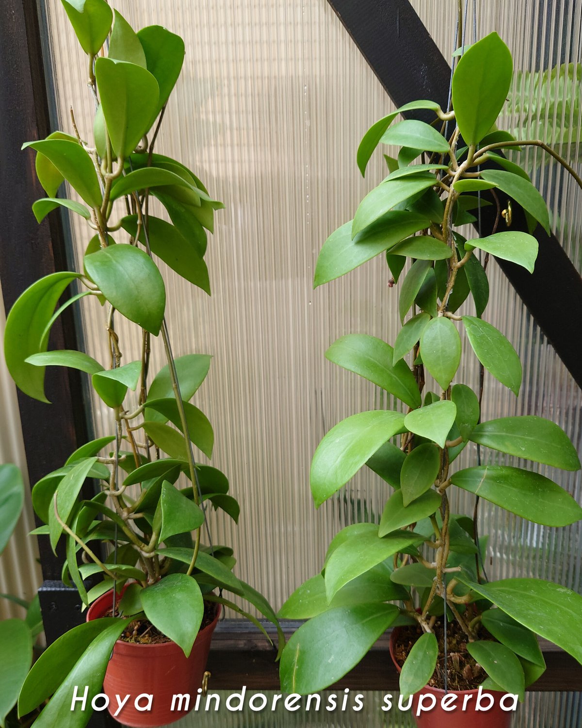 希少! Hoya mindorensis superba 限定数入荷分 ホヤ植物 植物