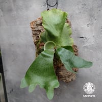Platycerium wandae × veitchii ビカクシダ ワンダエ×ベイチー コウモリラン Platycerium シダ植物 ビカクシダ着生コルク付け