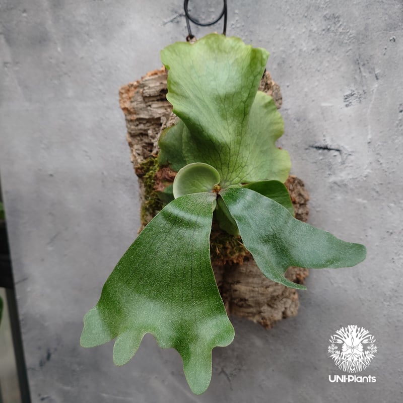 Platycerium wandae × veitchii ビカクシダ ワンダエ×ベイチー コ