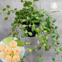 【タイ直輸入】ホヤ ヘウスケリアナ イエロー｜珍品・着生植物・つる性植物｜Hoya Heuschkeliana yellow