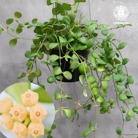 UNI-Plants ビカクシダ、ホヤ植物、着生蘭、タンクブロメリア等の専門