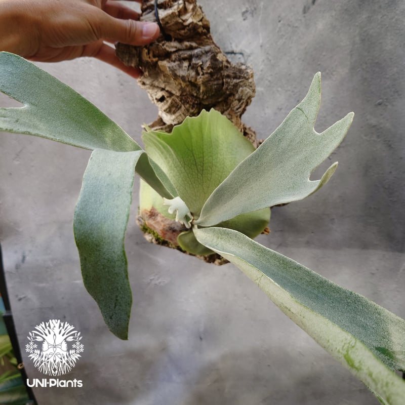ビカクシダ ベイチー シルバーフロンド Patycerium veitchii cv
