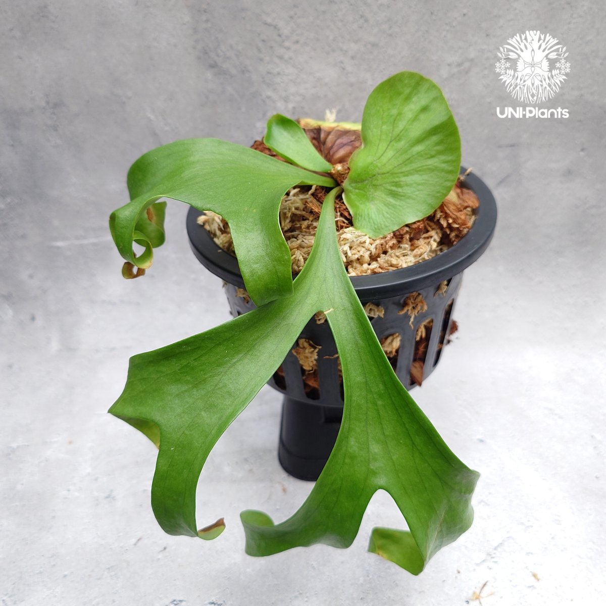 希少種P. coronarium 'Lesasha' ３　コロナリウム　レサシャ r*v様 希少種P. coronarium 'Lesasha' 3 コロナリウム