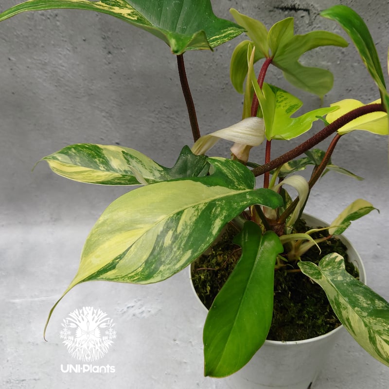 Philodendron Florida beauty variegated フィロデンドロ