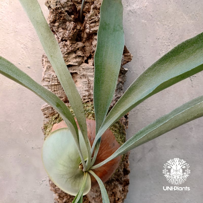 ビカクシダ ビフルカツム Platycerium bifurcatum コウモリラン