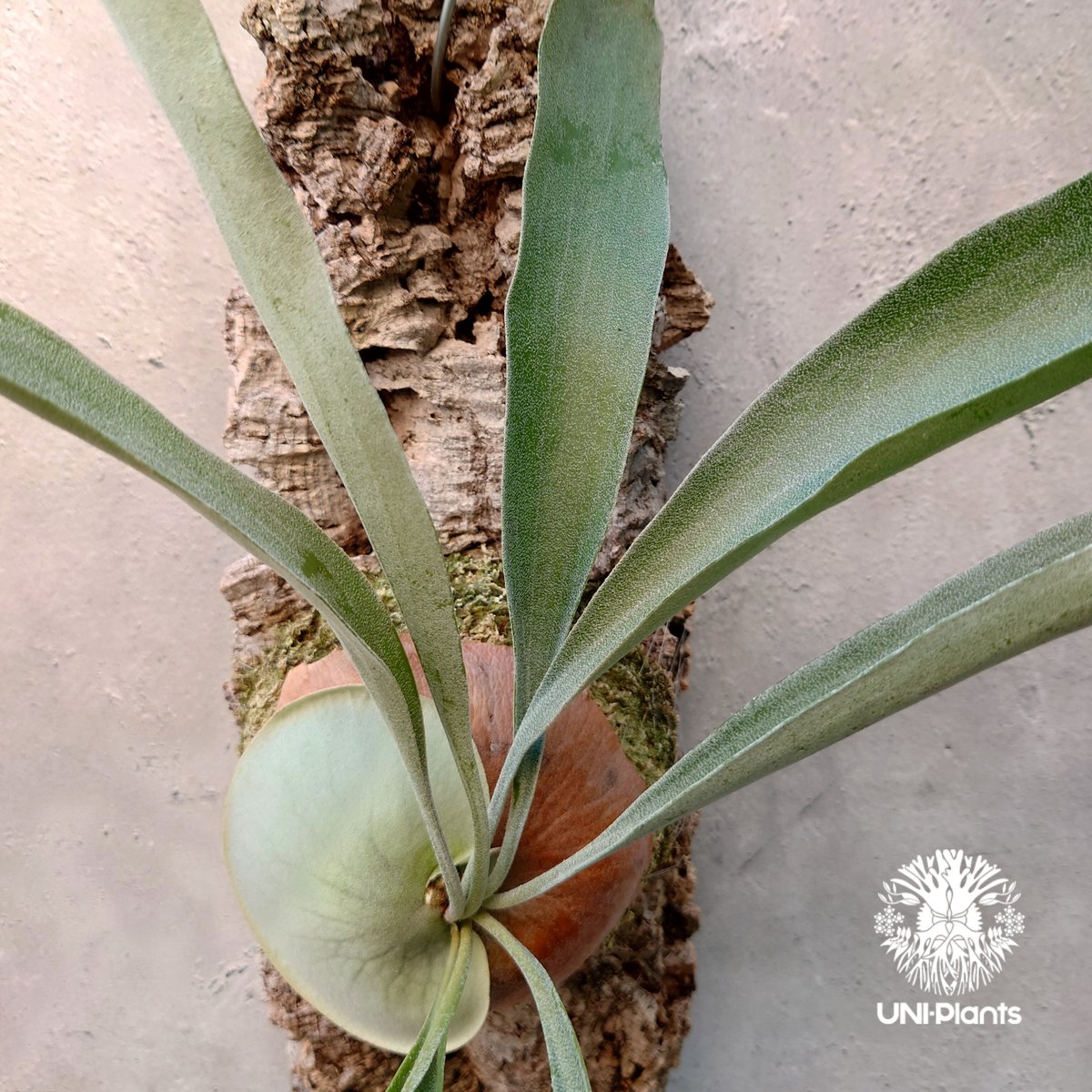 ビカクシダ ビフルカツム Platycerium bifurcatum コウモリラン ビカクシダ ビフルカツム Platycerium bifurcatum コウモリラン