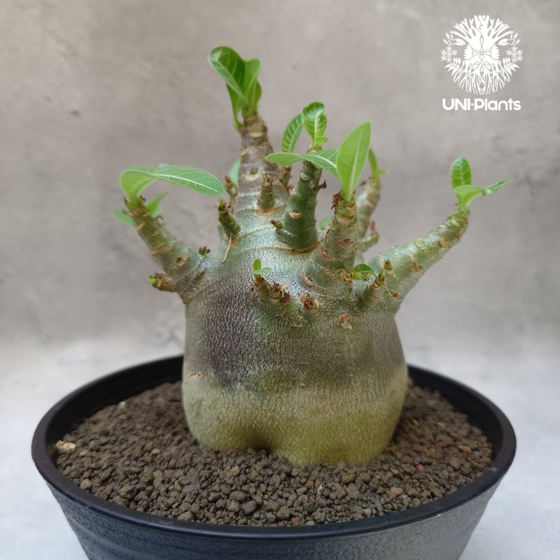 アデニウム アラビカム Adenium アデニウム・アラビカム “ブラックジャイアント” 実生 / Adenium