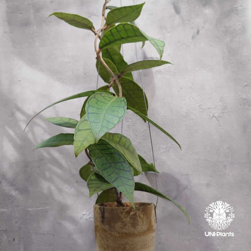 ホヤ カリストフィラ Hoya callistophylla Hoya plants ホヤ植
