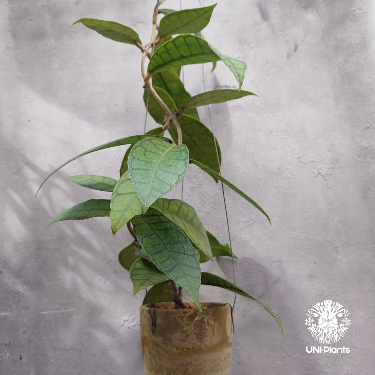 ホヤ カリストフィラ Hoya callistophylla Hoya plants ホヤ植