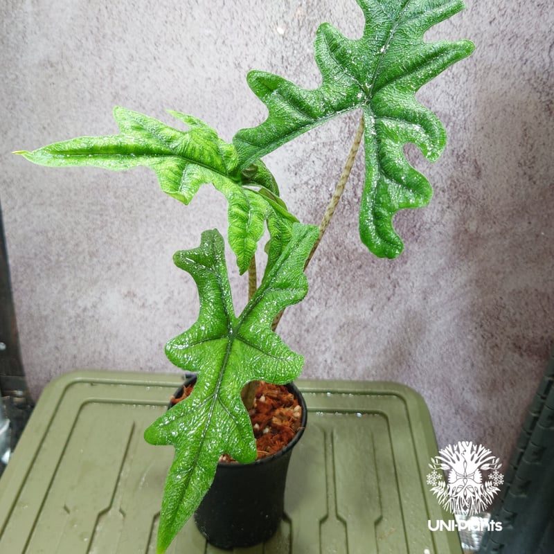 Alocasia jacklyn アロカシア ジャクリン アロカシアジャックリン 観葉植物 珍...