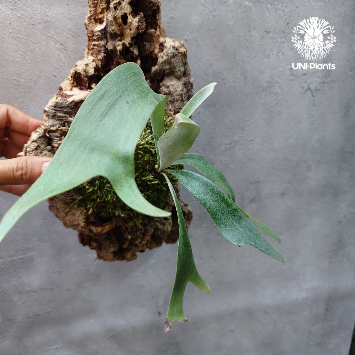 Platycerium Jib Jib (pup)(P. willinckii x P. bi