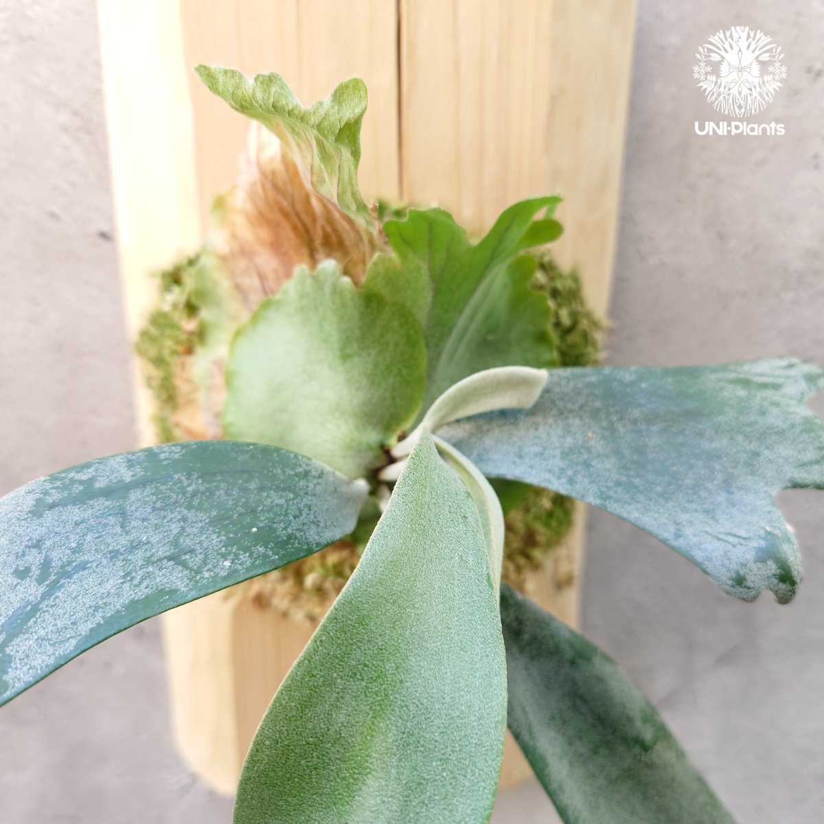 Platycerium willinckii wild East Java (pup) ビカク