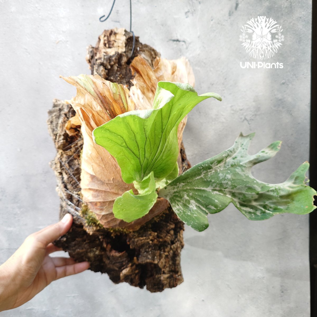 ビカクシダ ワリチー Platycerium wallichii コウモリラン ビカクシダ