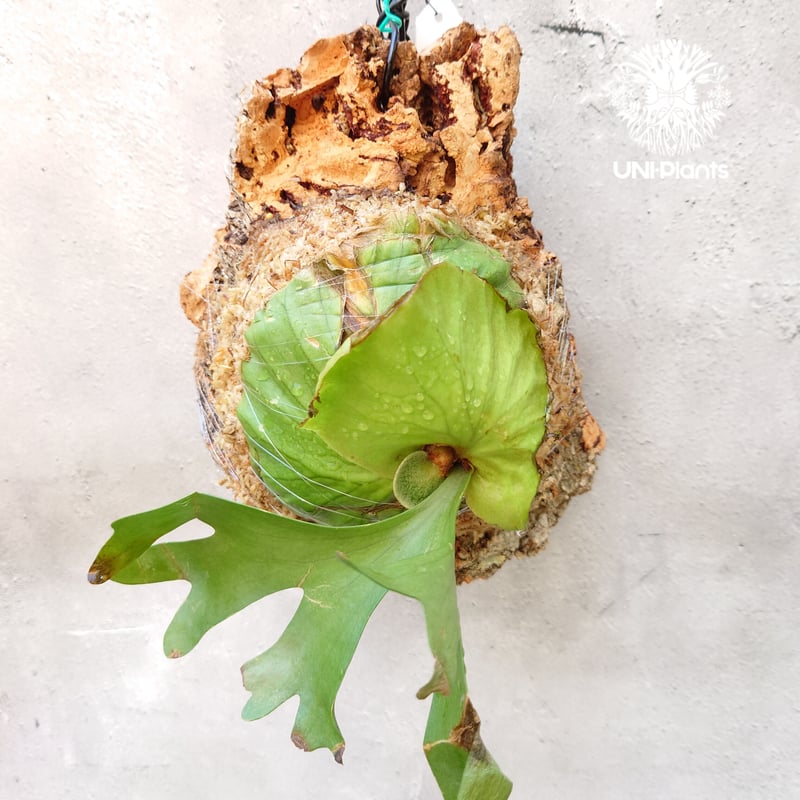 ビカクシダ リドレイ Platycerium ridleyi コウモリラン