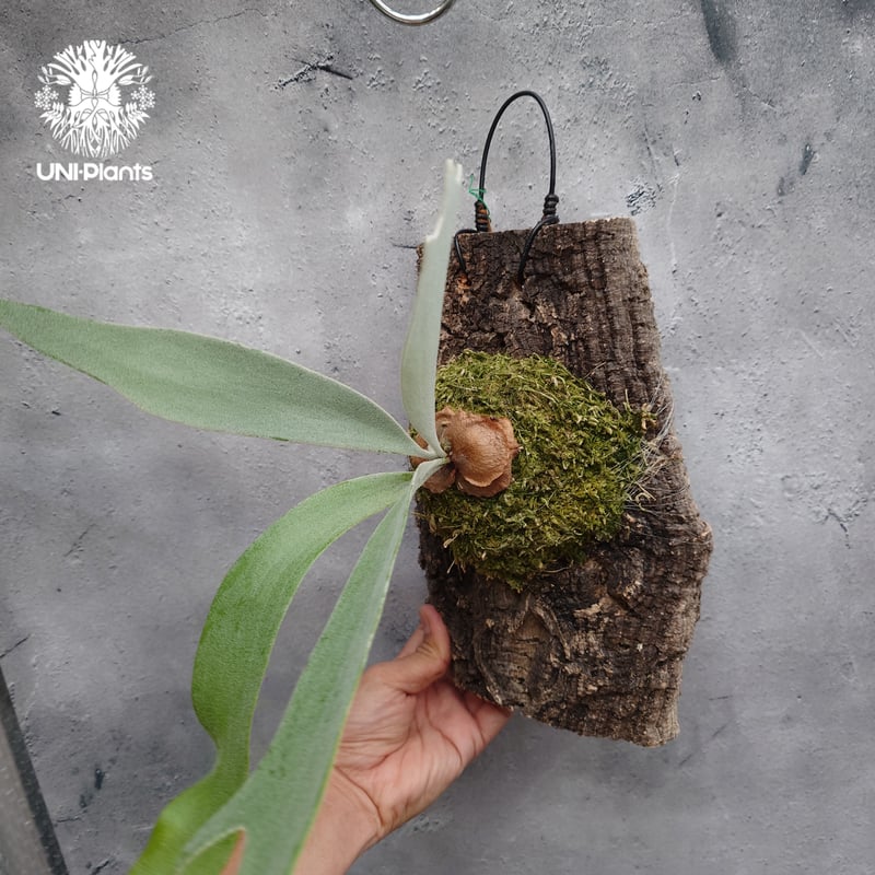 Platycerium Silver wing ビカクシダ シルバーウィング ビカクシダ交配