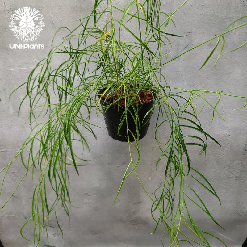 専用＊0927＊ホヤ ＊ステノフィラ 専用＊0927＊ホヤ ＊ステノフィラ 専用＊0927＊ホヤ ＊ステノフィラ