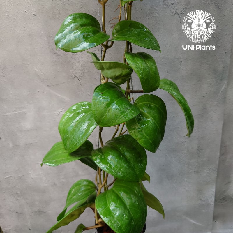 Hoya Sarawak pink ホヤ サラワック ピンク ホヤ植物 Hoya plants