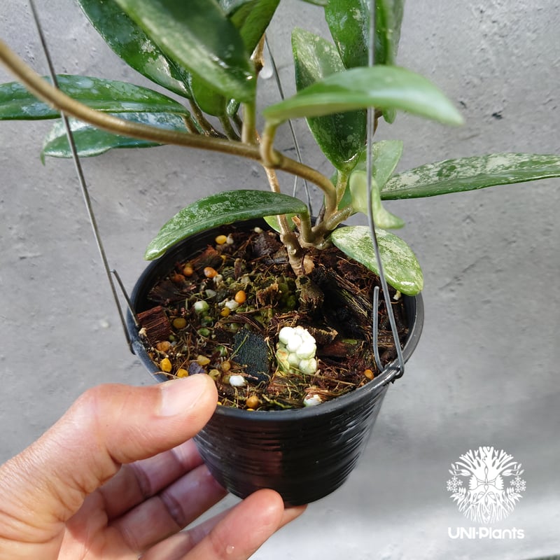 Hoya carnosa wilbur graves china ホヤ カルノサ ウィバー グ Hoya carnosa wilbur graves china ホヤ カルノサ ウィバー グ