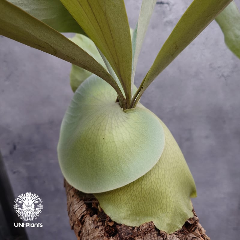 ビカクシダ Platycerium Akki Platycerium Akki ( P.veitchii silver x P.veitchii 'wild