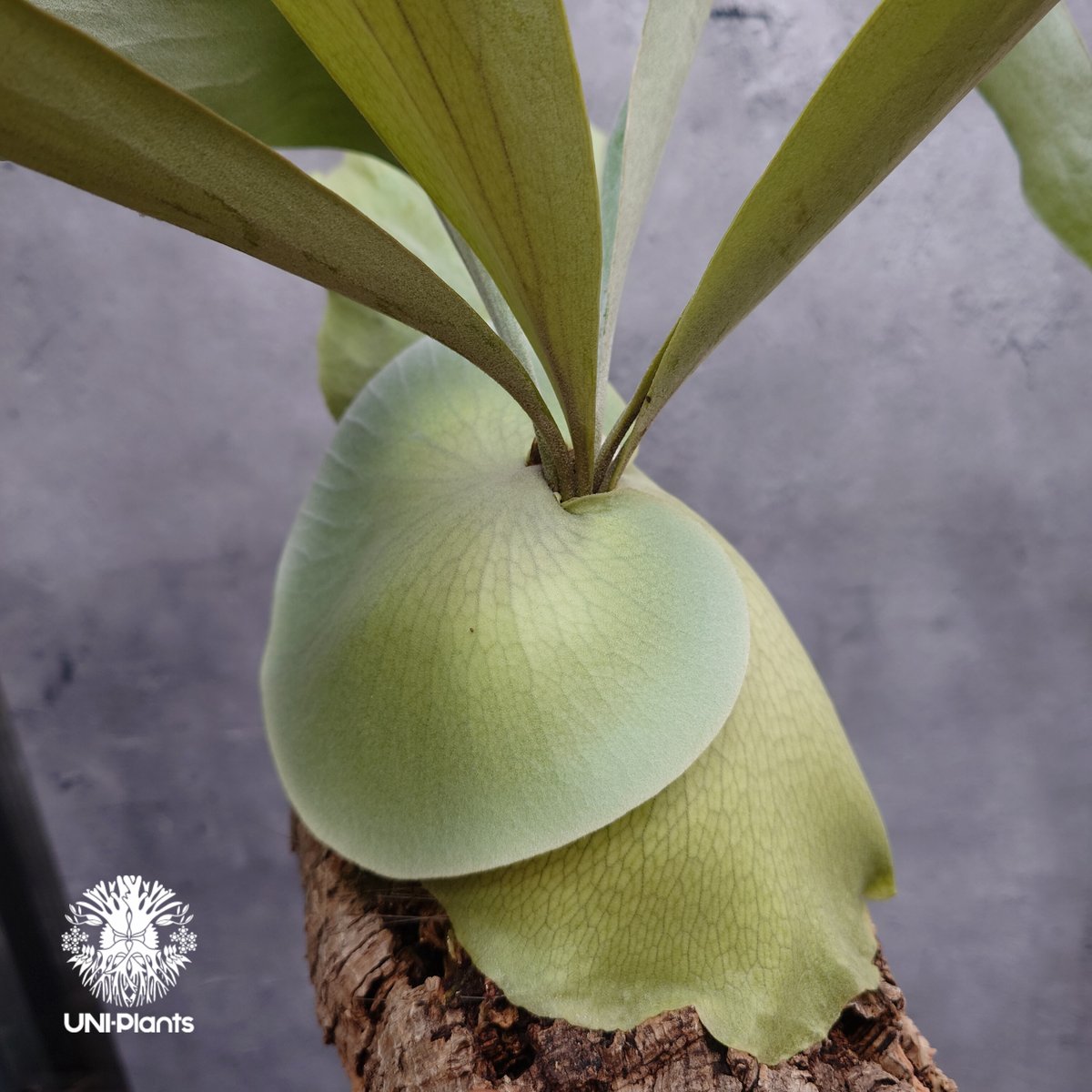 ②slim❣️ビカクシダ　Platycerium 輸入株・一点物】Platycerium UAN #2｜希少種｜ビカクシダ