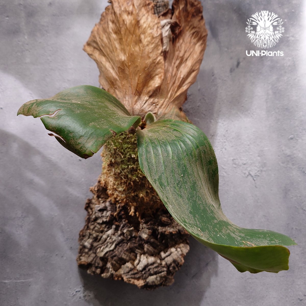 Platycerium elemaria (P. elephantotis x P. andi