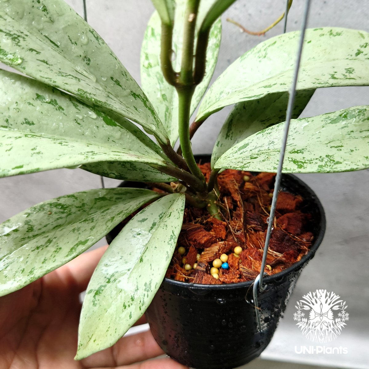 Hoya Pubicalyx silver ghost 希少 ホヤ プビカリクス シルバー Hoya Pubicalyx silver ghost 希少 ホヤ プビカリクス シルバー