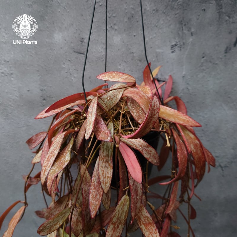 開花中、花座付き。Hoya sigillantis ホヤ シギラティス ホヤ 植物