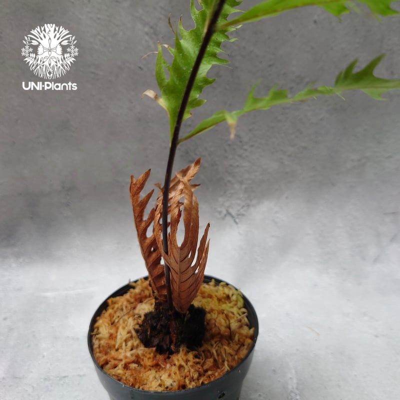 Drynaria rigidula `whitei' ドリナリア·リギデュラ'ホワイティ' 観
