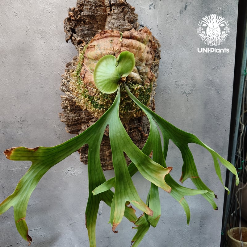 ビカクシダ コロナリウム Platycerium coronarium⑮ Platycerium coronarium ビカクシダ コロナリウム ビカクシダ
