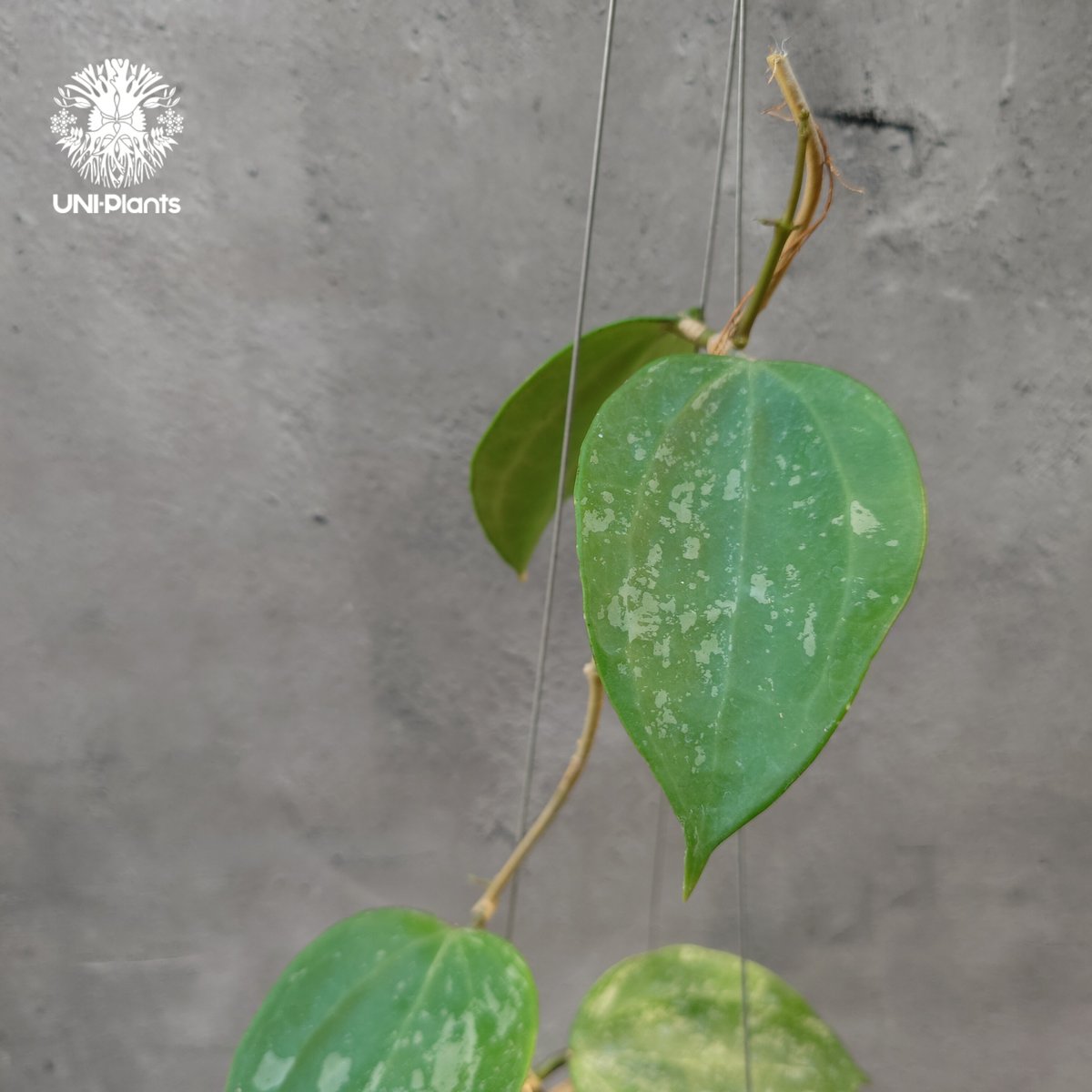 Hoya latifolia Snow Queen（S） ホヤ ラティフォリア スノー クイー