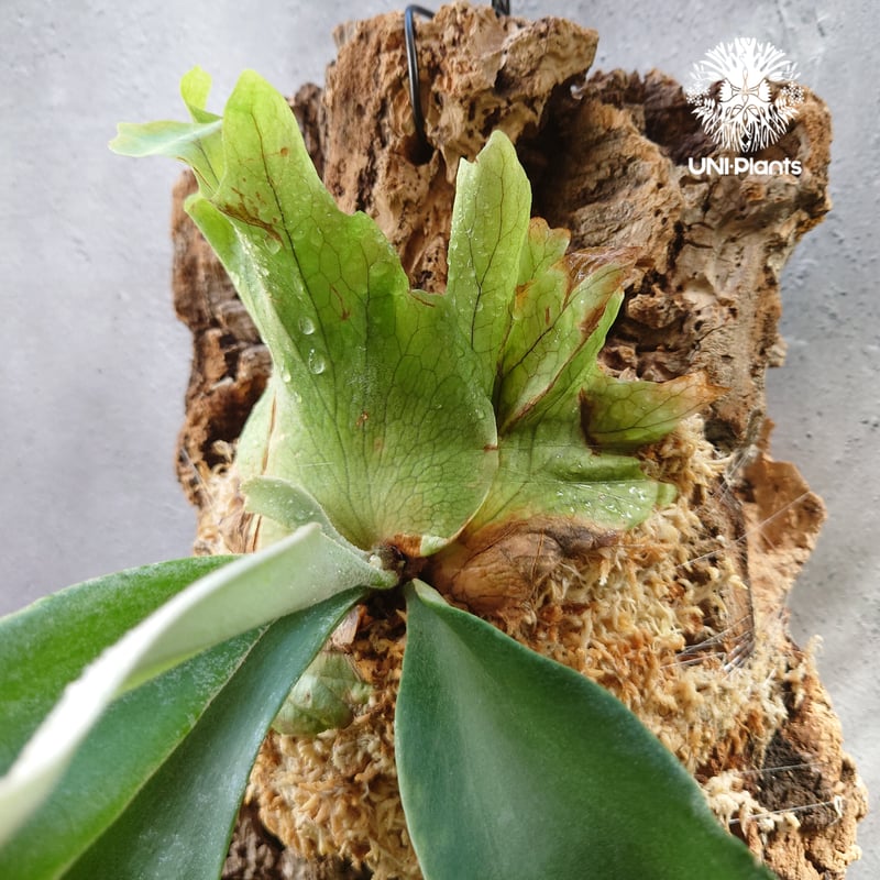 Platycerium willinckii 'W.A.Manda ビカクシダ ウィリンキー
