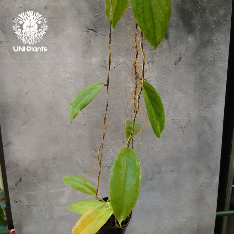 ホヤ sp. カスト Hoya sp. Kast② 【公式通販】