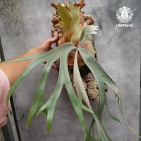 【国内繁殖株・一点物】ビカクシダ ウィリンキーバリアント｜希少株｜Platycerium willinckii variant