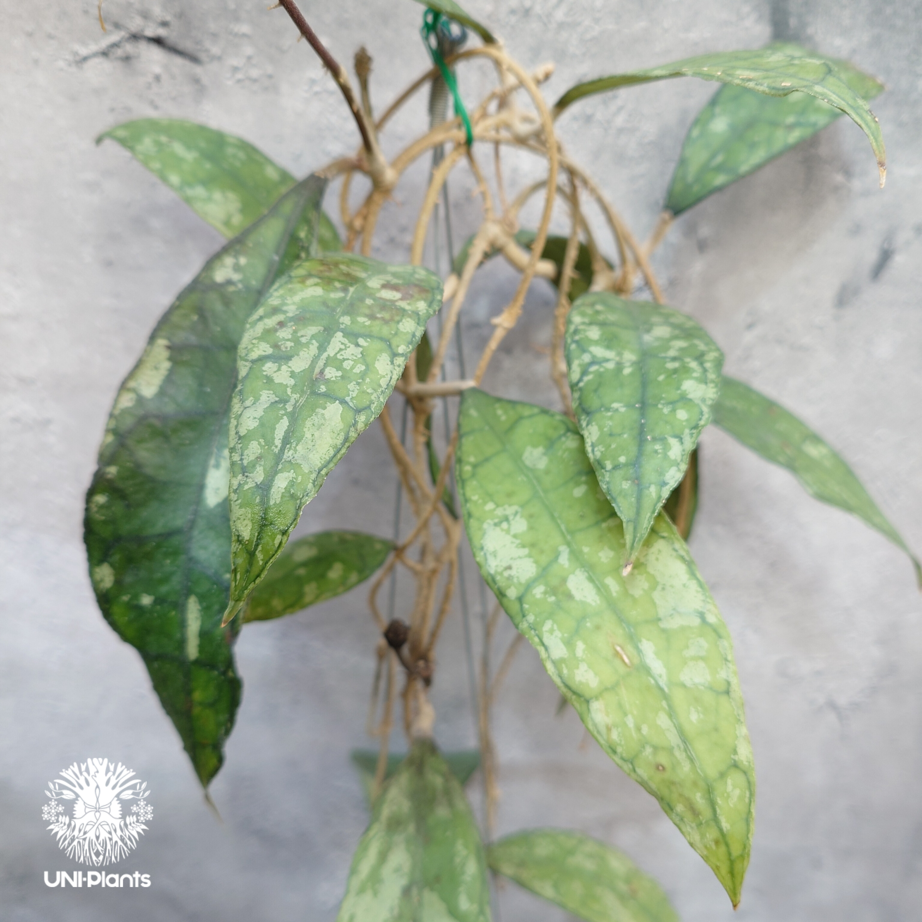 Hoya finlaysonii black leaves splash 希少 ホヤ フィレン