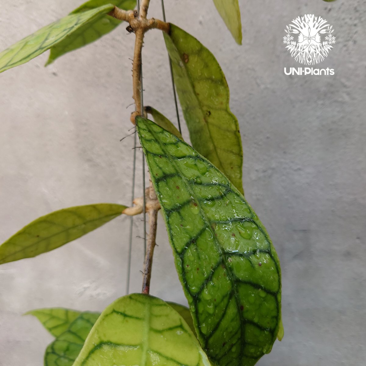 観葉植物 レア ホヤ Hoya callistophylla narrow カット