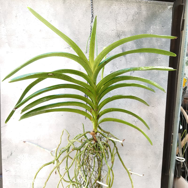 開花間近 バンダ 洋蘭 Vanda orchid 大株 ラン 蘭 花が綺麗な洋ラン