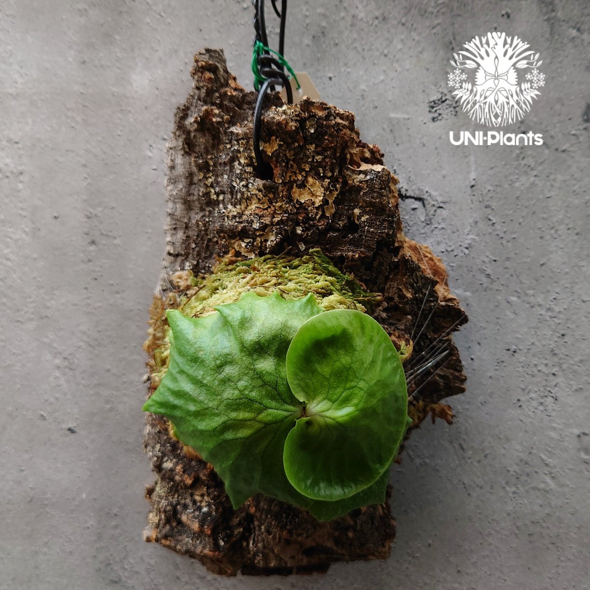 ビカクシダ ホーンズ サプライズ Platycerium 'Horne's Surprise'