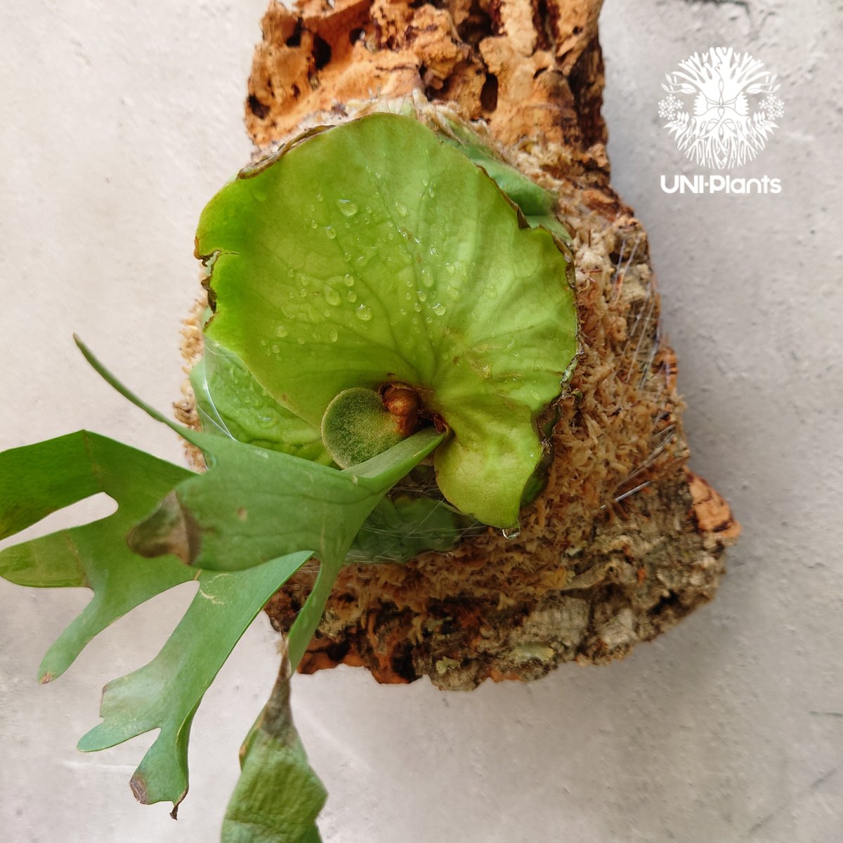ビカクシダ リドレイ Platycerium ridleyi コウモリラン ビカクシダ リドレイ Platycerium ridleyi コウモリラン
