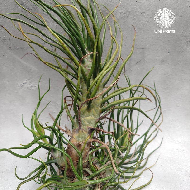 Tillandsia Bulbosa (L) チランジア・ブルボーサTillandsia エ