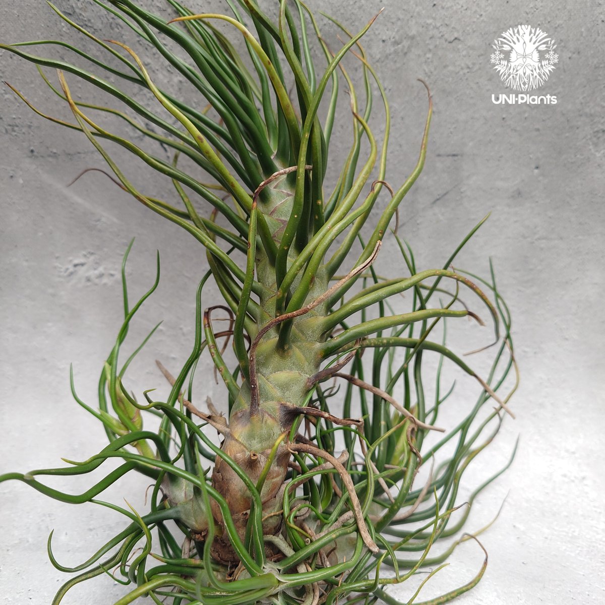 Tillandsia Bulbosa (L) チランジア・ブルボーサTillandsia エ