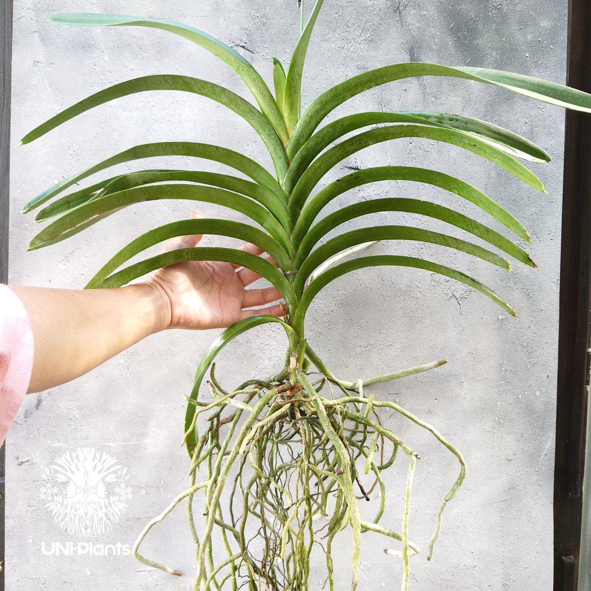バンダ 洋蘭 Vanda orchid 大株 ラン 蘭 花が綺麗な洋ラン | UNI-Pla