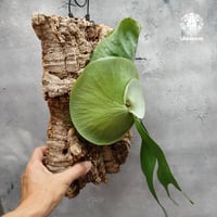 Platycerium coronarium phils dwarf ビカクシダ コロナリウム