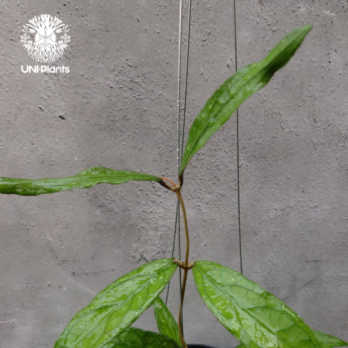 Hoya Aceh (NAP 01) ホヤ 希少 ホヤ植物 ホヤの花 珍しい 希少なホヤ