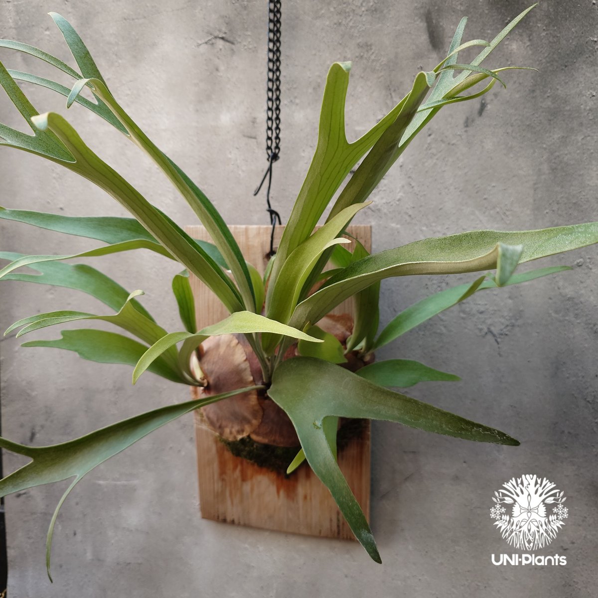 Platycerium sp.(pup) ビカクシダ 品種不明 コウモリラン Platycerium sp.(pup) ビカクシダ 品種不明 コウモリラン