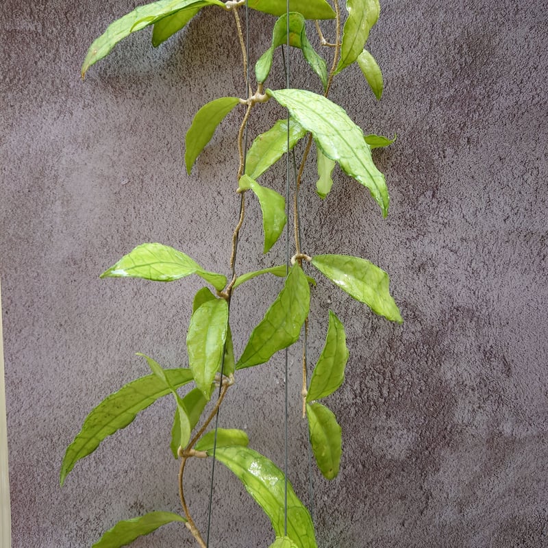 hoya ホヤ フィルラ ロング 4号 ホヤ(桜ラン)・ロンギフォリア 【観葉植物 リビングやオフィス