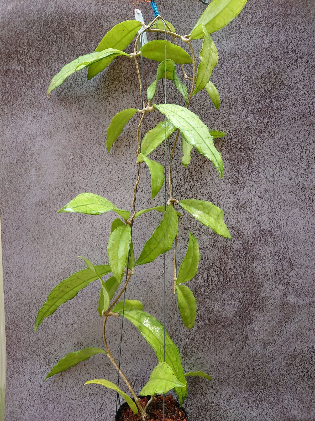 Hoya finlaysonii long leaves ホヤ フィンレイソニー ロング