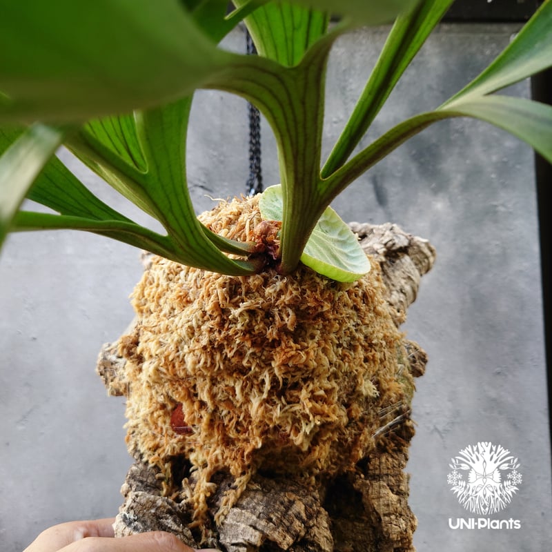 ビカクシダ キッチャクード Platycerium mt.kitshakood コウモリ ビカクシダ キッチャクード Platycerium mt.kitshakood コウモリ